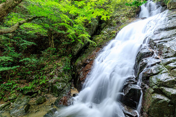 夏の千寿院の滝　福岡県糸島市　Senjuin waterfall in summer