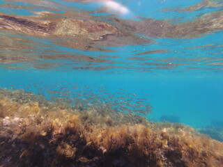 Fish in the Mediterranean. A flock of sea fish underwater.