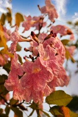 autumn flowers against sky; Pink flower, blue sky,