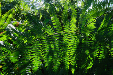 Vibrant Green Fern Leaves in Forest Sunlight Creating Texture and Pattern