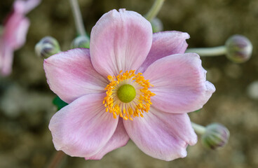 Delicate Pink Anemone Japonica Flower Head in Summer Garden Closeup