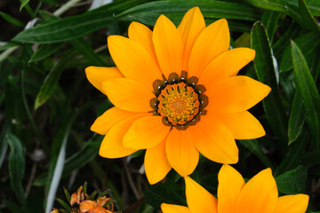 Vibrant Orange Yellow Flower with Dark Center Growing in a Summer Garden