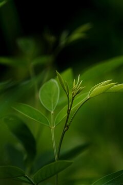 tuar,trees,tuar dal,dwarf trees,tree tour,shade trees,white trees,tuvar,purple trees,green,weeping trees,tree plantation,mango tree graft,tuar mhic eadaigh,flowering trees,tuvar dal,grafting a mango t