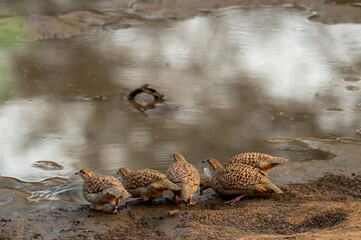 grey francolin or grey partridge or Francolinus pondicerianus family or flock of birds together on a waterhole to drink water or quenching thirst during safari at Ranthambore national park india