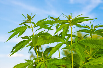 Medicinal hemp bushes in an industrial greenhouse. Commercial Growth Of Cannabis