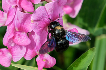 Close-up of a black carpenter bee (Xylocopa) collecting nectar from a pink flower. The iridescent wings shimmer in the sunlight, highlighting this important pollinator in a vibrant natural setting