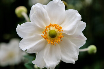 Obraz premium White Anemone Flower Petals Covered with Fresh Dew Drops, Macro Close-up