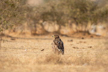 Steppe eagle or Aquila nipalensis portrait or closeup on ground in an open field during winter migration at jorbeer conservation reserve bikaner rajasthan India