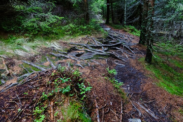 many roots on a path while hiking on a mountain with a forest