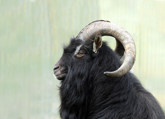 Black long haired male goat