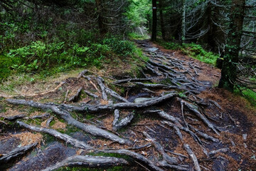 many roots on a hiking path on a forest in austria