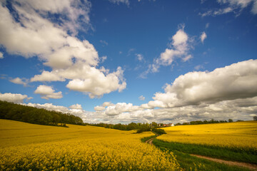 Yellow blooming rapeseed field. Canola is an agricultural plant for the production of oil and fuel. Summer landscape
