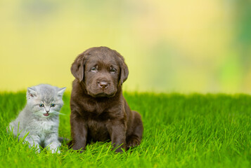 Tiny gray kitten and Chocolate Labrador Retriever puppy sit together on green summer grass . Empty...