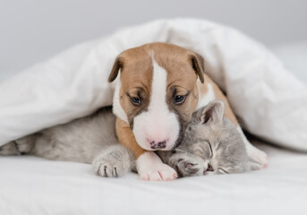 Friendly Miniature Bull Terrier puppy embraces sleepy kitten under warm white blanket on a bed at home. Pets sleep together