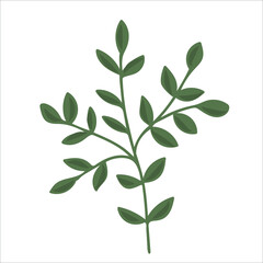 Hand drawn branch with leaves isolated on white background. Decorative floral element for your design. Vector illustration