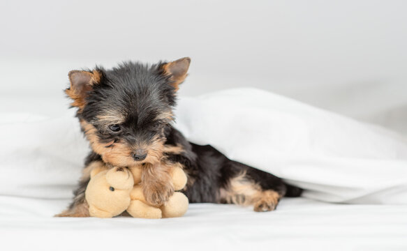 Cute Yorkshire terrier puppy lies under warm blanket on the bed and embraces toy bear