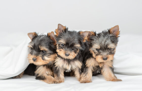 Cute tiny Yorkshire terrier puppies sit under warm blanket on the bed at home