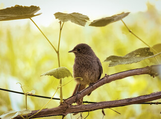 Cute little sparrow sitting on the branch in the garden 