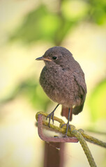 Cute little sparrow sitting on the branch in the garden 