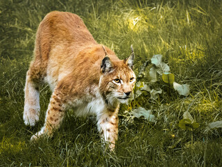Naklejka na ściany i meble lynx in the grass
