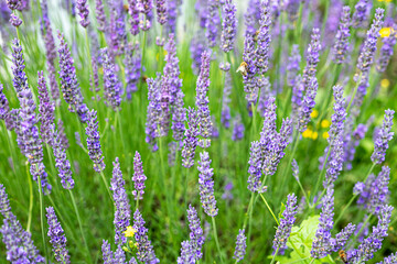 Fototapeta premium Blooming lavender closeup as a natural summer background