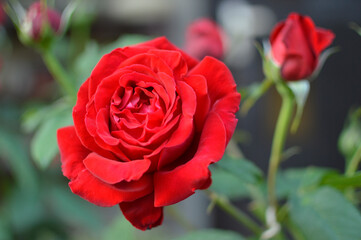red blooming rose in sunlight growing in the garden