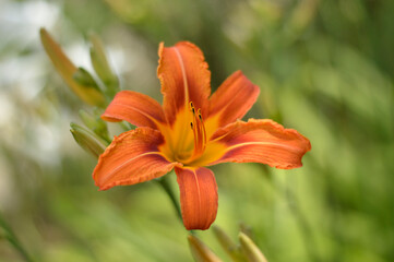 orange blooming lily flower close up