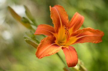 orange blooming lily flower close up