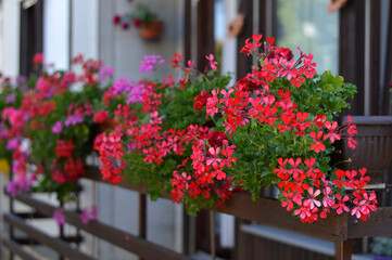 Fototapeta na wymiar red blooming geraniums in the flower pot on the balcony