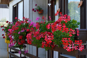Fototapeta na wymiar red blooming geraniums in the flower pot on the balcony