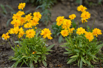 Coreopsis plant in blossom growing in the garden