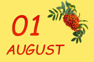 Rowan branch with red and orange berries and green leaves and date of 1 august on a yellow background. - obrazy, fototapety, plakaty
