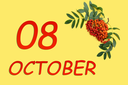 Rowan branch with red and orange berries and green leaves and date of 8 october on a yellow background.