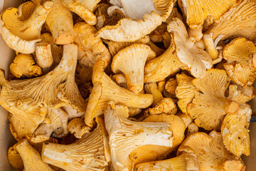 Cantharellus cibarius, chanterelle mushrooms, in wooden box container, on black dark stone table background, top view flat lay