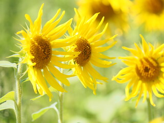 美しいひまわりの花