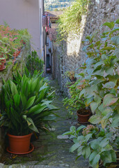 Enge Gasse mit Grünpflanzen in der Altstadt von Barga Toskana