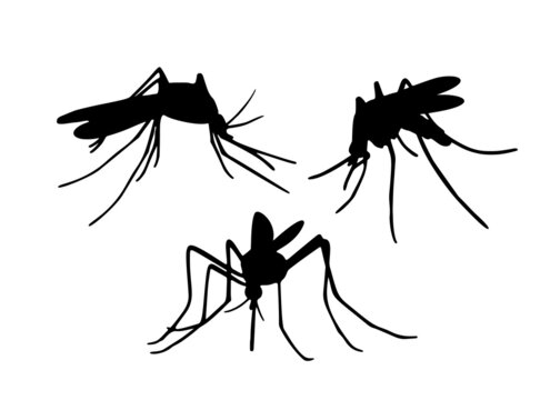 Insect mosquito in the set. Vector image.