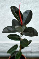 ficus elastica burgundy, Indian rubber plant, with red young leaf close up
