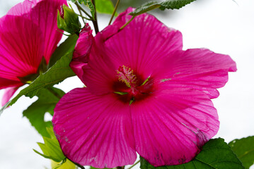 Pink flower head of plant at border of Lake Geneva at City of Montreux. Photo taken August 28th, 2021, Montreux, Switzerland.