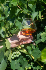 cognac glass hand grapes