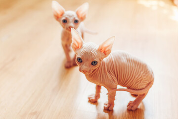 Two canadian sphynx kittens sitting wooden floor at home. Hairless pet with blue eyes looks up. Cat...
