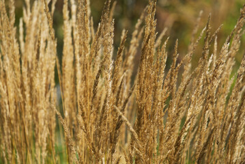 High grass at garden at the old town of Nyon on a sunny summer day. Photo taken August 28th, 2021, Nyon, Switzerland.
