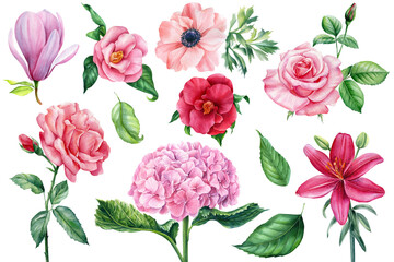 Set of watercolor flowers and leaves, pink hydrangea, rose, magnolia, camellia and anemone, botanical illustration