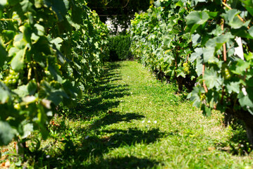 Fototapeta na wymiar Close-up of beautiful vineyard at City of Nyon on a sunny summer day. Photo taken August 28th, 2021, Nyon, Switzerland.