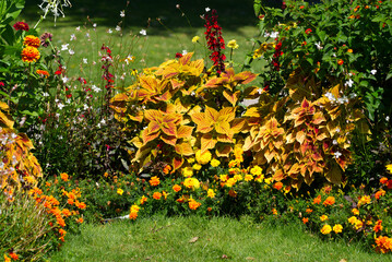 Beautiful red and orange flowers at park at City of Nyon. Photo taken August 28th, 2021, Nyon, Switzerland.