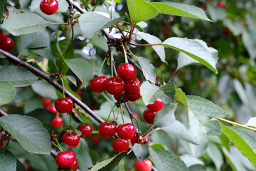 Cherries hanging on a cherry tree branch.