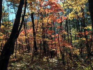 Obraz premium autumn forest in the morning