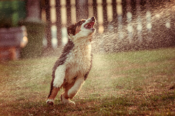 Perro cachorro Pastor Australiano bañándose bajo el chorro de agua de la manguera de regar el jardín