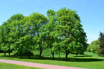 trees in the park