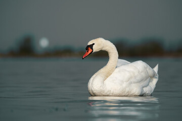 Swan is illuminated by the morning light